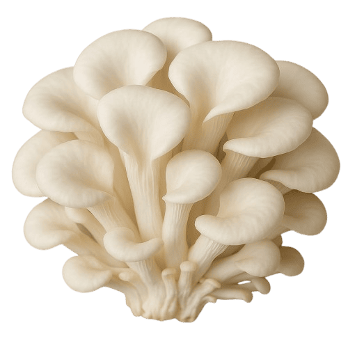 Twiz Scissor Banner Image